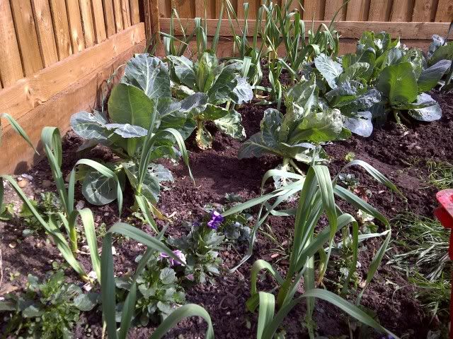 Garden007.jpg