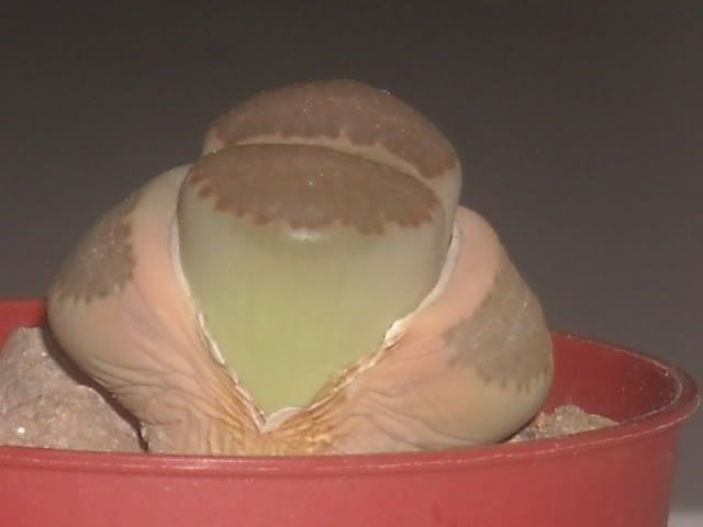 DSCN0434.jpg