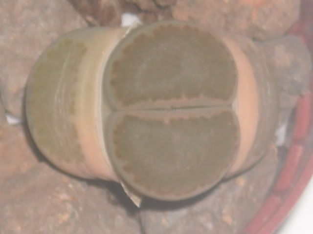 DSCN0436.jpg
