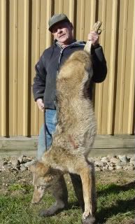 bobcoyote-1.jpg