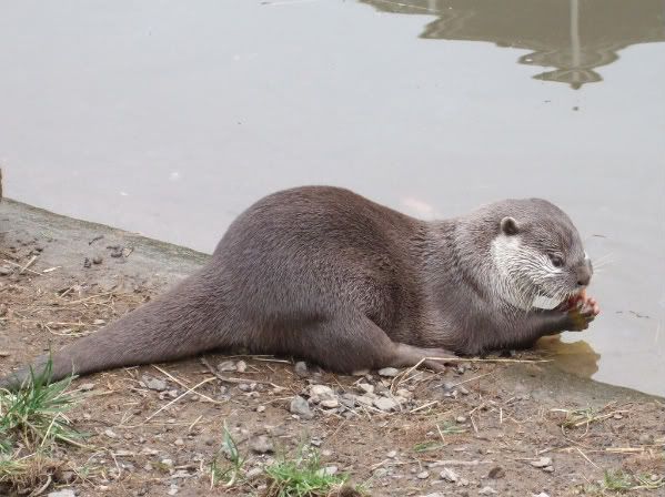 otters013-1.jpg