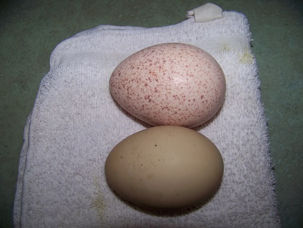 Turkey Eggs Seen on most turkey eggs.