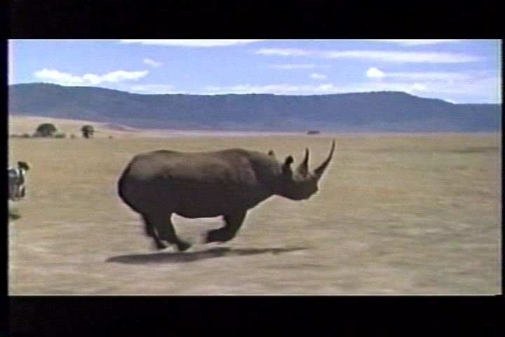 triceratops rhino