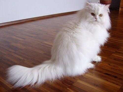White Persian Cat Pictures, Images and Photos