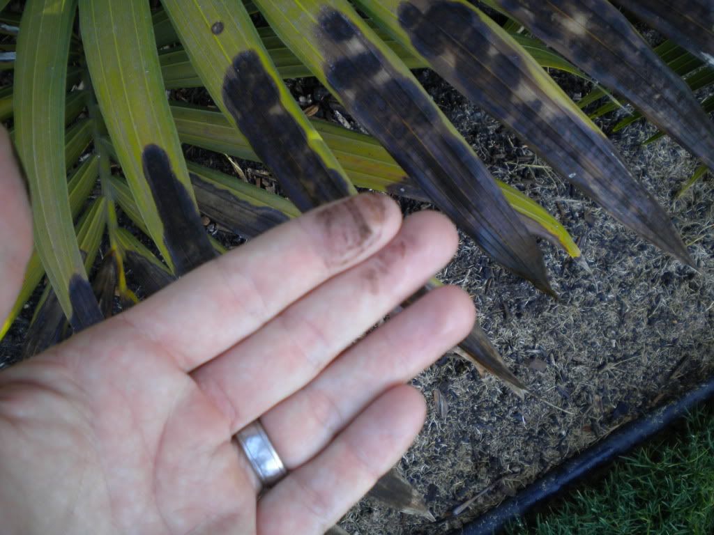 fungus005.jpg