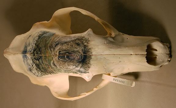 Grizzly bear skull