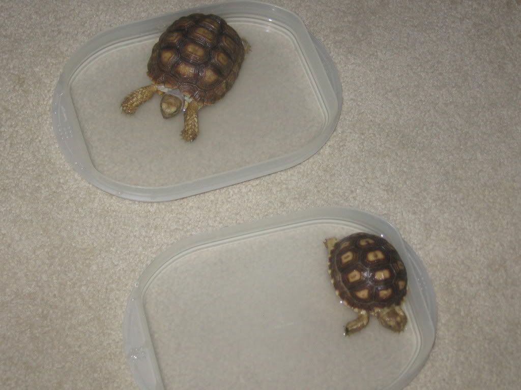 tortoises002.jpg