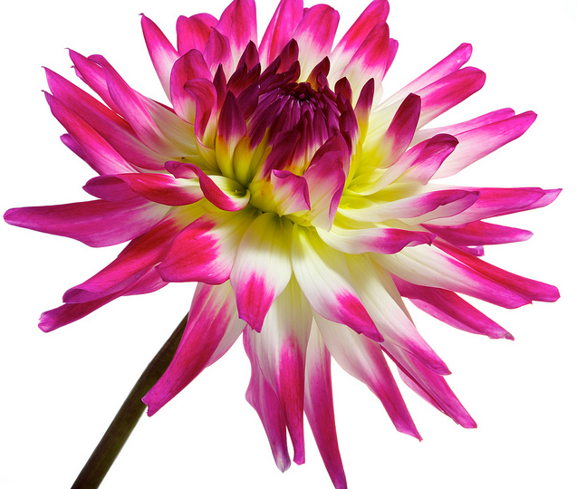 DahliaII.png image by princesasa