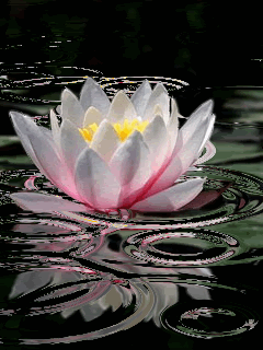 lotus flower Pictures, Images and Photos