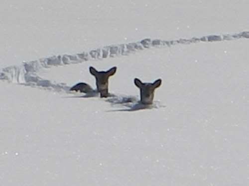 deer in snow Pictures, Images and Photos