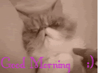 GOOD MORNING Pictures, Images and Photos