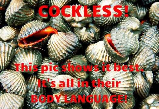 cockles photo: cockles_525 cockles_525.jpg