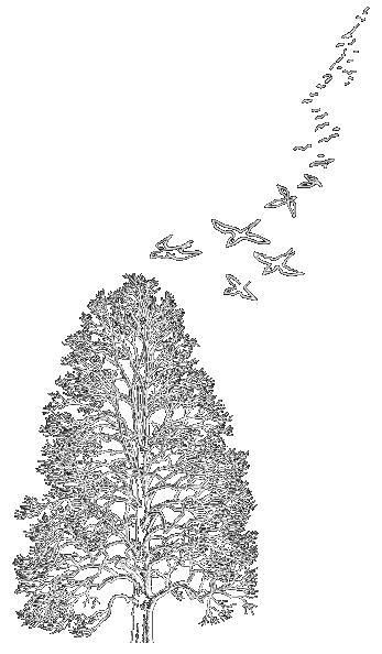 treebird2.jpg