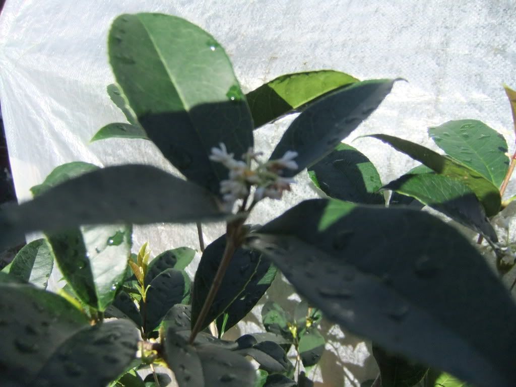 tea olive tree care