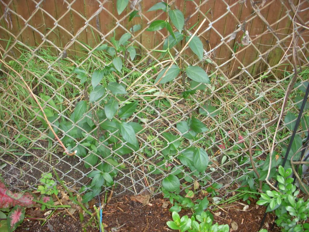 vine weed