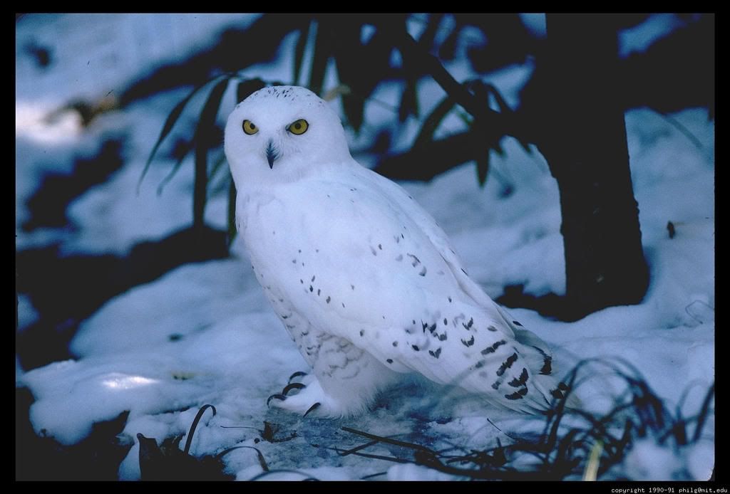 Snowy Owl Image - Snowy Owl Picture - Snowy Owl Photo