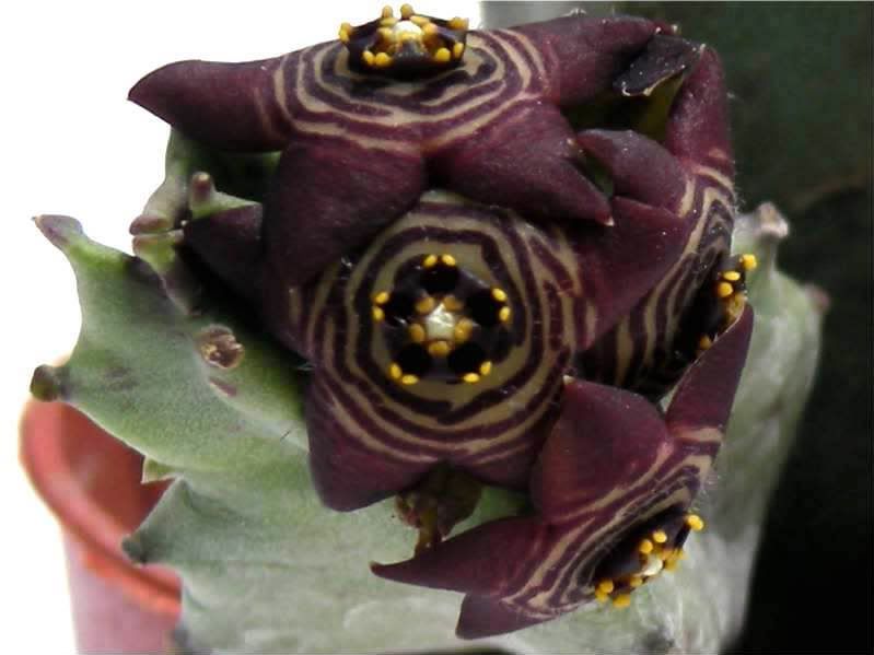 strawberry Ketones For fat Loss randellfzhrmqbb's Blog