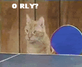 cats-3.gif