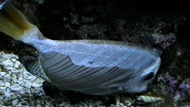 sickfish.jpg