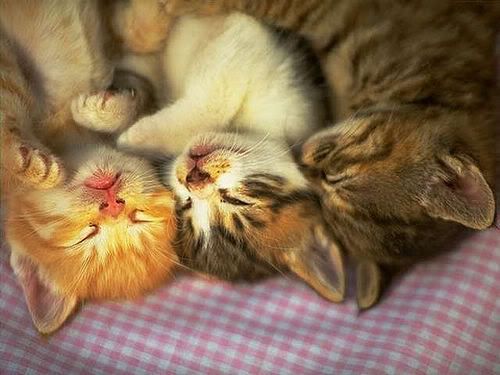 3sleppingkittens.jpg cute kittens sleeping image by tenten_naruto101