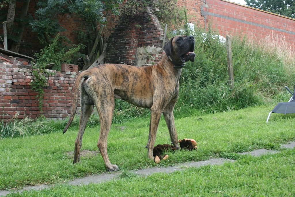 Met Spoed Duitse Dog Eigenaren Ervaringen Bokt Nl