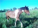 100_1660.jpg morg's horse. picture by singer101ht