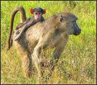 Baboons Pictures, Images and Photos