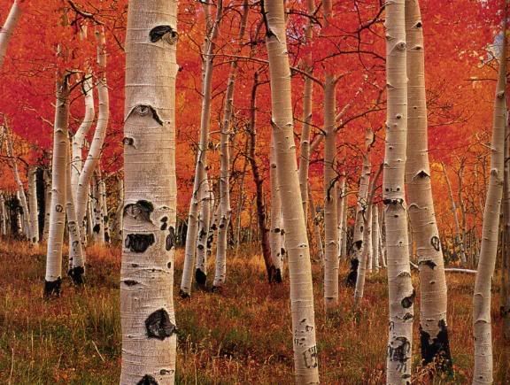 Fall Birch Trees Pictures, Images and Photos