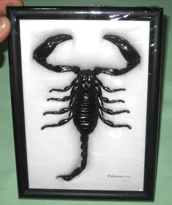 150 mm. Palamnaersus Taxidermy In Frame  