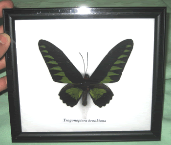 100mm.Trogonoptera Brookiana Butterfly Taxidermy Frame  