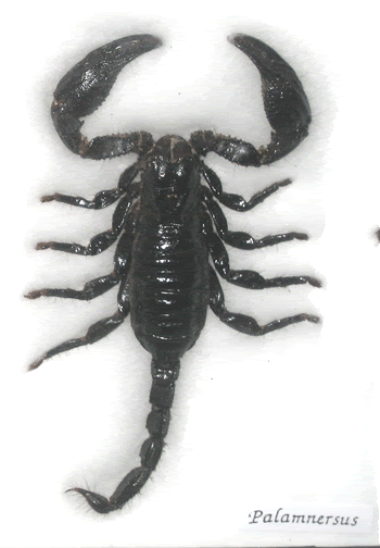 Palamnaersus + Eurypeima Spincrus Taxidermy In Frame  