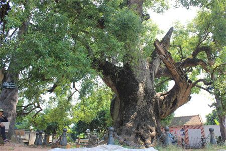 Kỳ diệu cây dã hương “độc nhất vô nhị của thế giới”