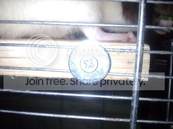 How to Make Cage Accessories | Rat Forum