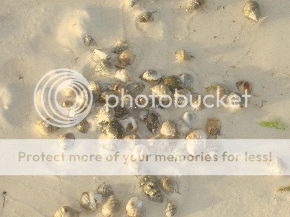 Seashells at Canal Beach in Siquijor, Siquijor