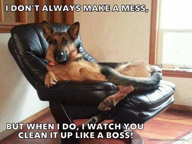 Funny GSD memes | German Shepherds Forum