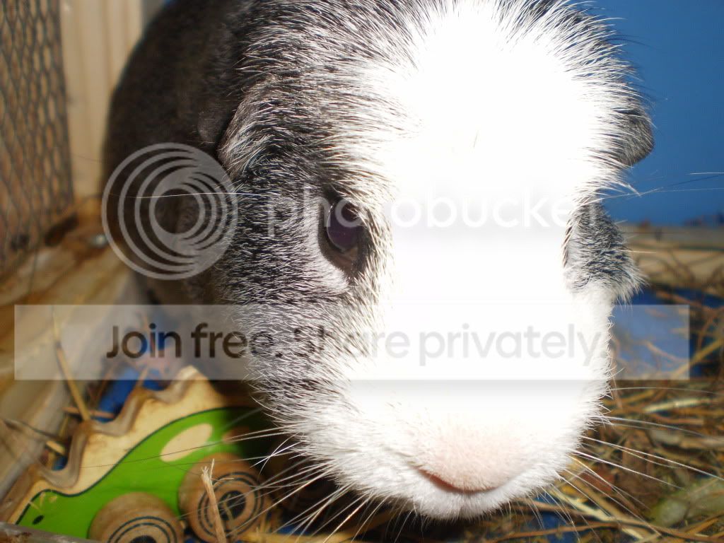 pigs170511005.jpg