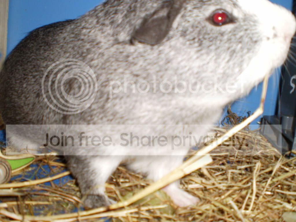 pigs170511007.jpg