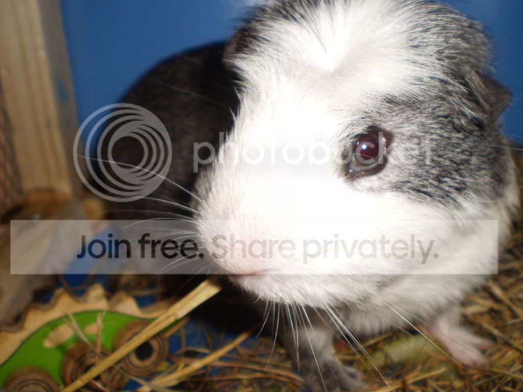 pigs170511008.jpg