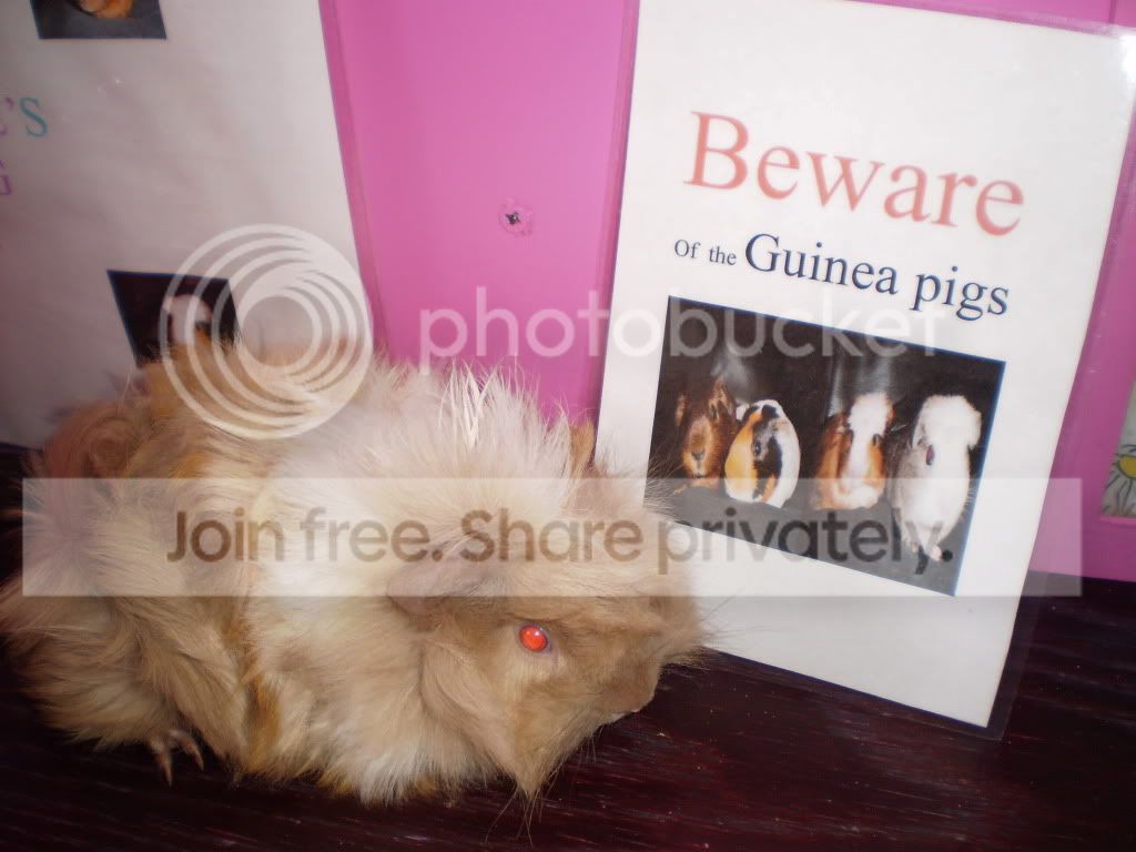 pigs170511018.jpg