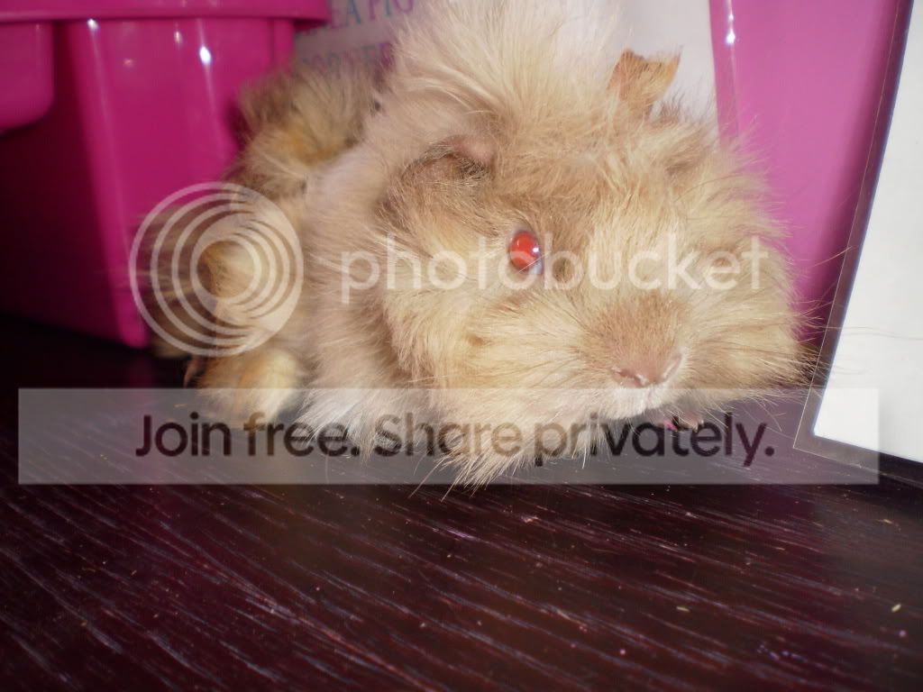 pigs170511021.jpg
