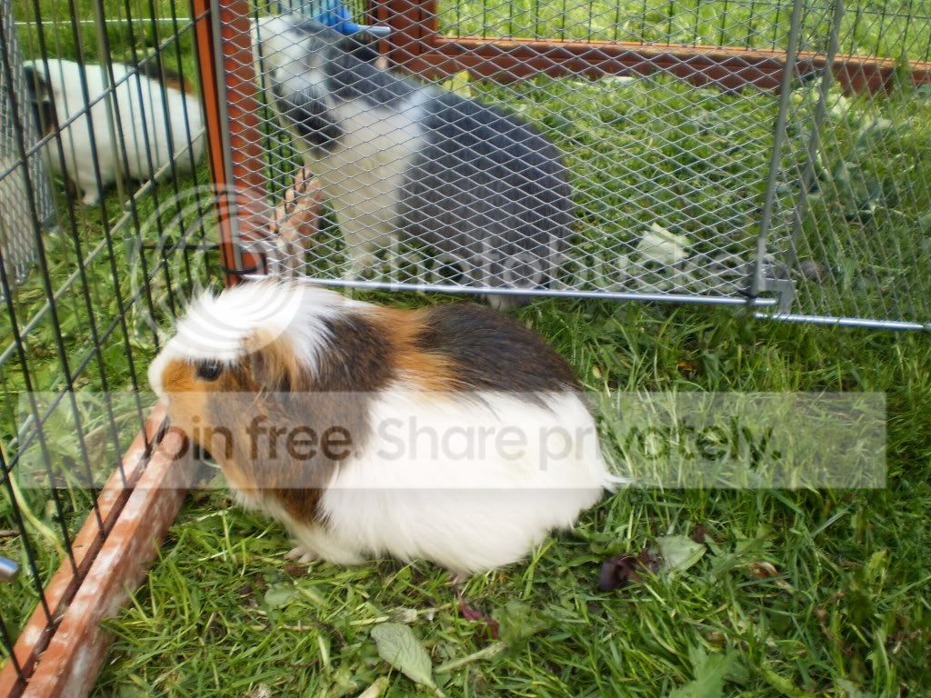 shed015.jpg
