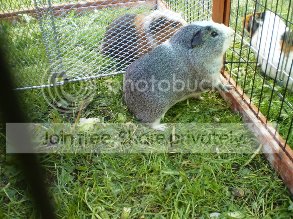 shed016.jpg