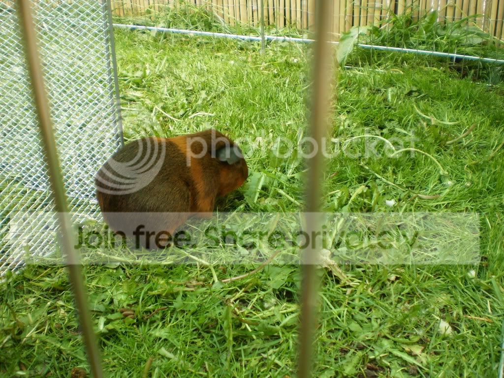 shed017.jpg