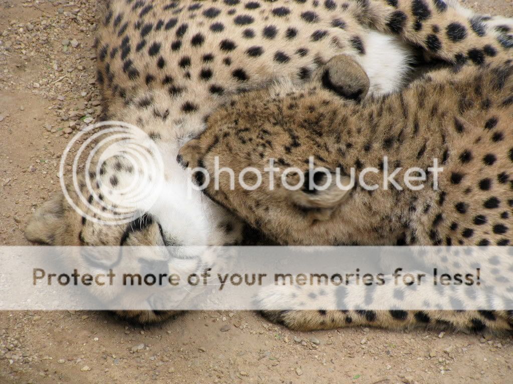 Cute And Affectionate Graphics Code | I Pet These Cheetahs Very Cute ...